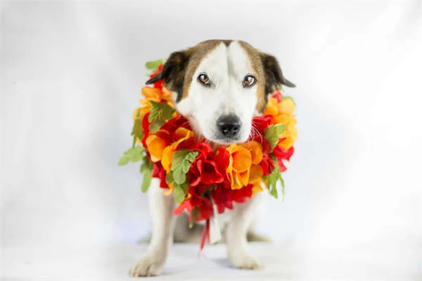 Heavy Car Safety Myth: Why Bigger Isn't Always Better in Crashes